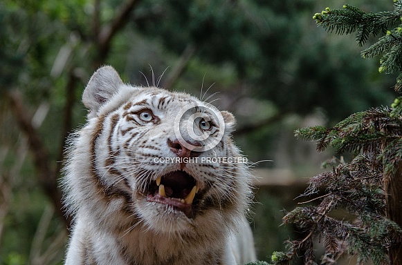 white Tiger white Tiger