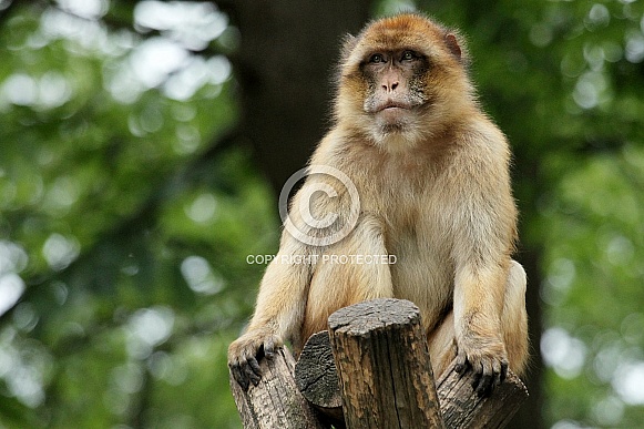 Barbary macaque Barbary macaque