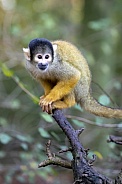 Squirrel monkey