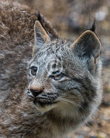 Canadian Lynx Cub Canadian Lynx Cub