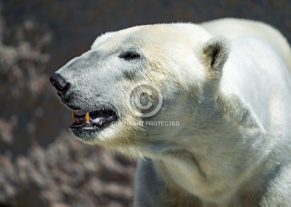 Polar Bear (female) Polar Bear (female)