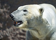 Polar Bear (female)