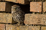 Little Owl Perching