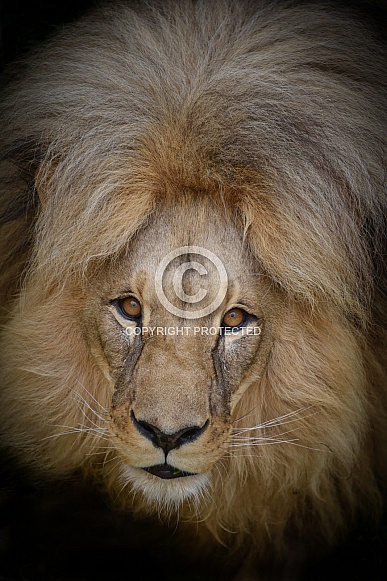 african lion african lion