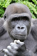 Western Lowland Gorilla (Gorilla Gorilla Gorilla)