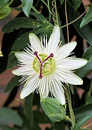 Passionflower white