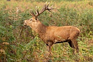 Red deer