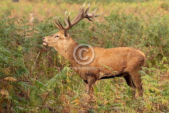 Red deer