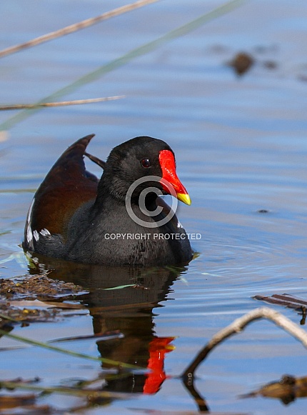 Moorhen