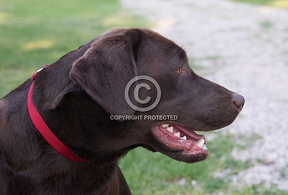 Chocolate Labrador