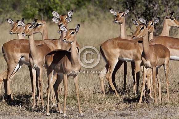 Impala - Botswana Impala - Botswana