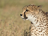 Cheetah