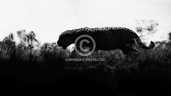 American jaguar in the nature habitat