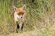 Young red fox cub in nature
