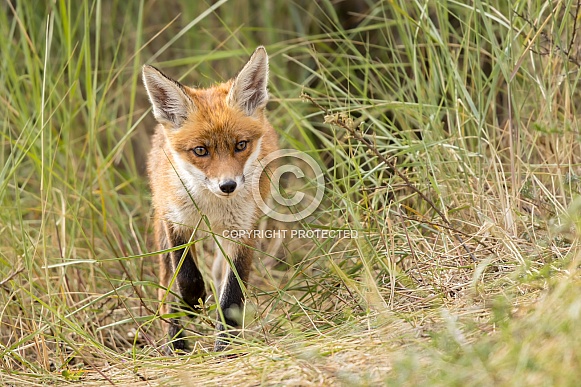 Young red fox cub in nature