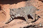 Bobcat Lynx rufus