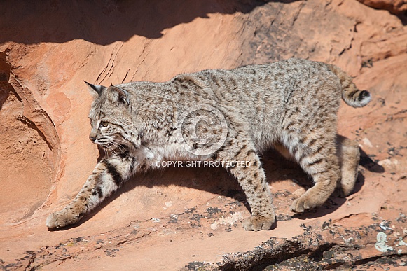 Bobcat Lynx rufus