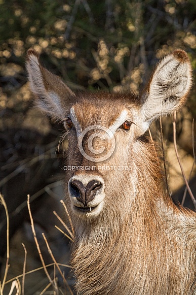 Waterbuck