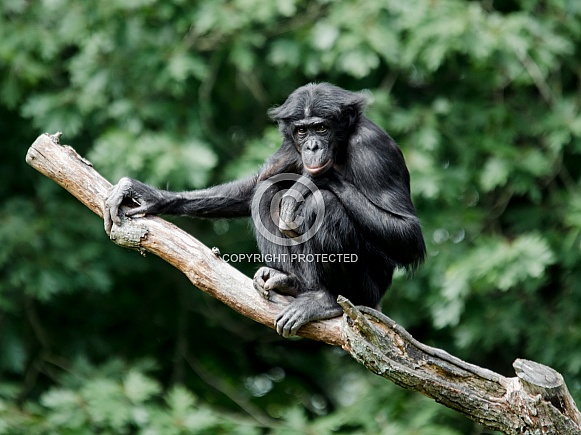 Bonobo Bonobo