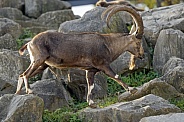 African Ibex