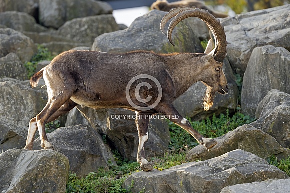 African Ibex