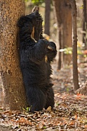 Sloth bear in the nature habitat.