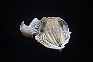 Common cuttlefish (Sepia officinalis)