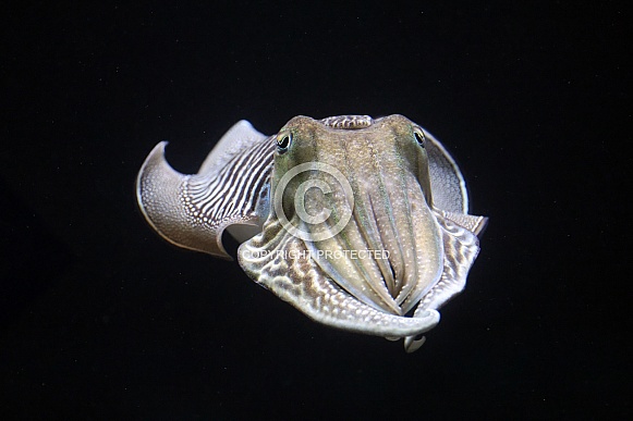 Common cuttlefish (Sepia officinalis)