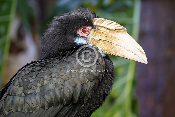Wreathed hornbill (Rhyticeros undulatus)