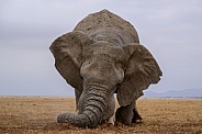 Bull elephant in musth