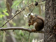 Squirrel eating a nut in a tree