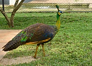 Colorful Peacock Portrait