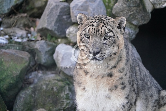 Snow Leopard