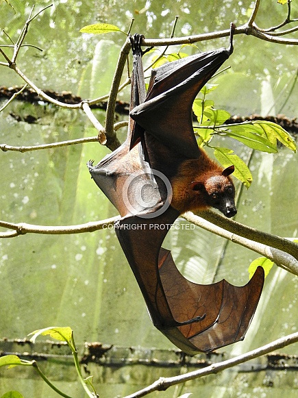 Malayan Flying Fox Malayan Flying Fox