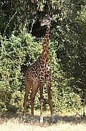 Giraffe