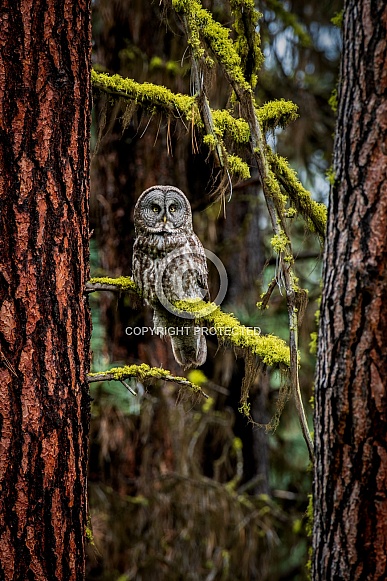 Great Gray Owl