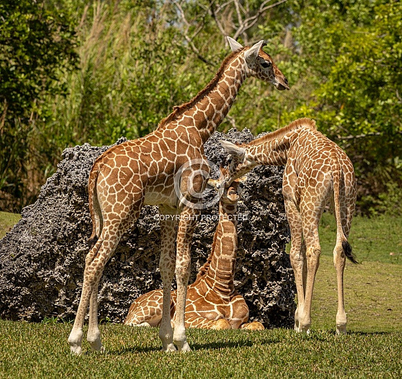 Three Baby Reticulated Giraffes