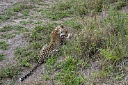 Leopard in the Rain (Female)