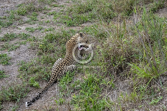 Leopard in the Rain (Female)