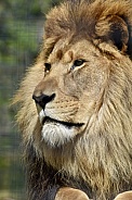 African Lion