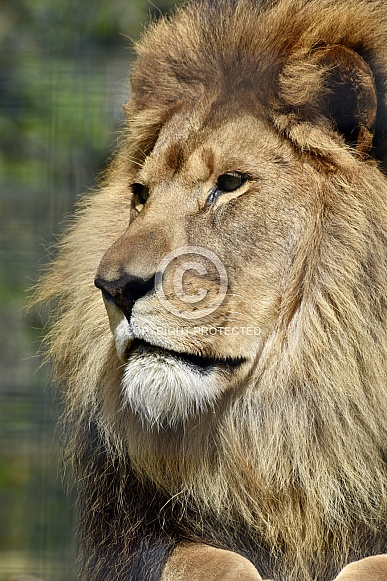 African Lion