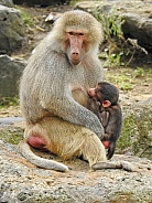 Baboon Mother & Baby
