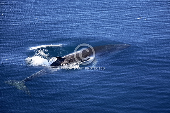 Fin Whale - Antarctica Fin Whale - Antarctica
