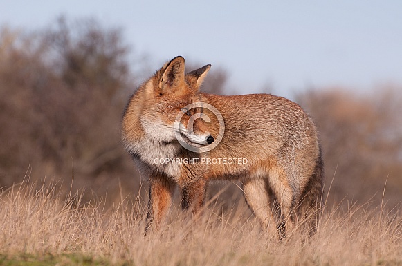 Red Fox