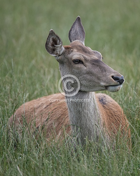 red deer red deer