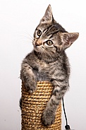 Domestic Cat