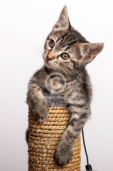 Domestic Cat