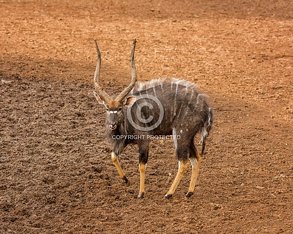 Nyala Bull