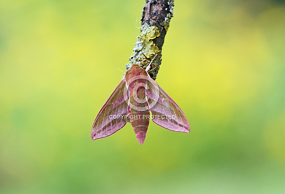 Elephant Hawkmoth