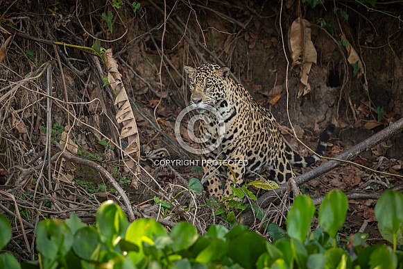 American jaguar in the nature habitat